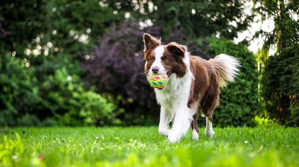 Dogs with ball