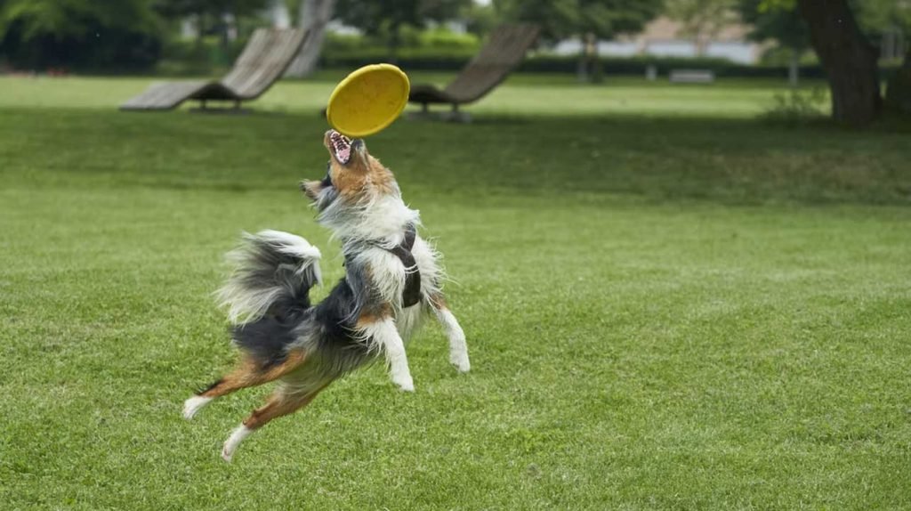 Dogs with disk