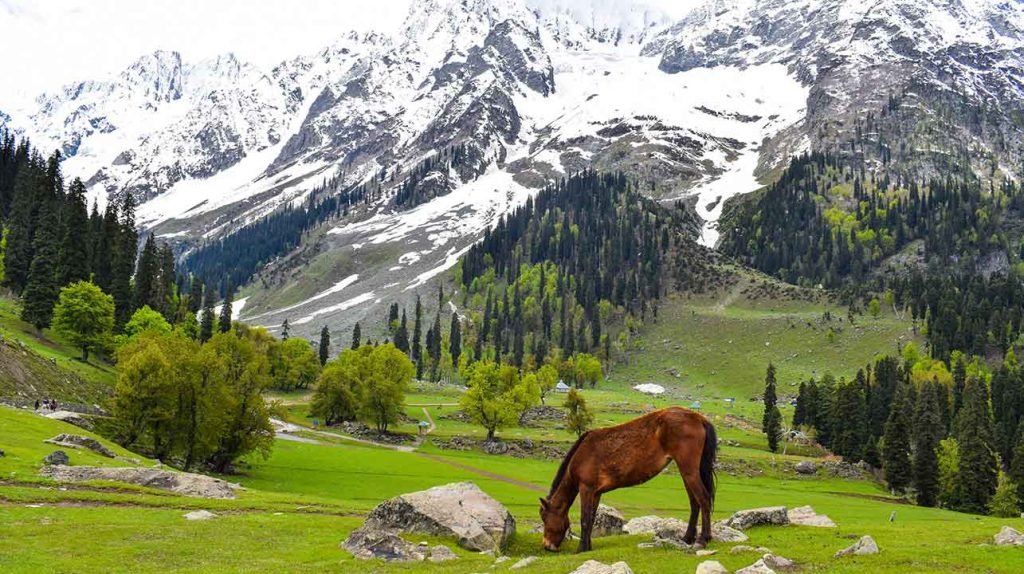 Sonmarg Horse