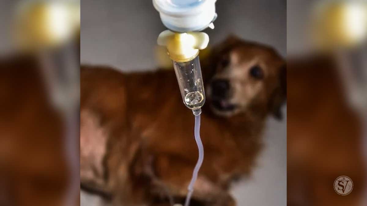 Blood Transfusion in dogs