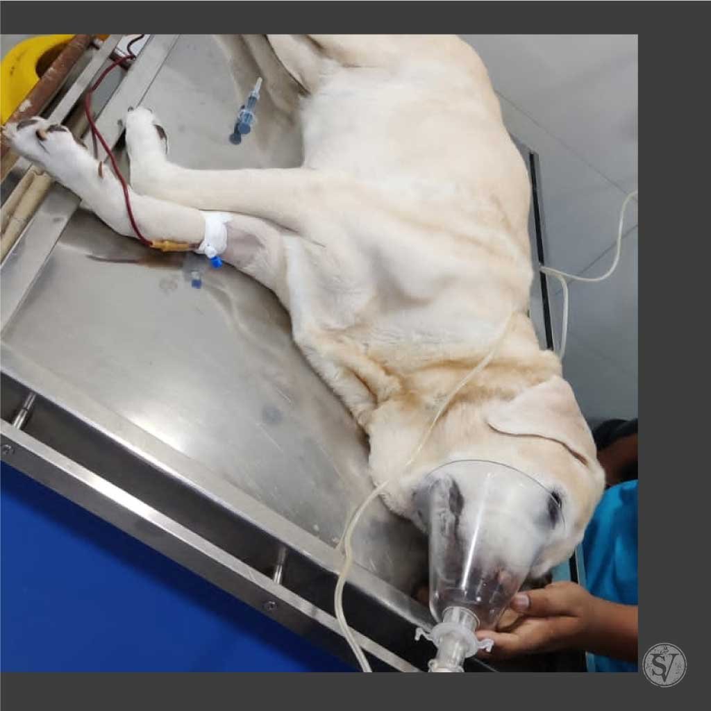 Blood Transfusion in dogs