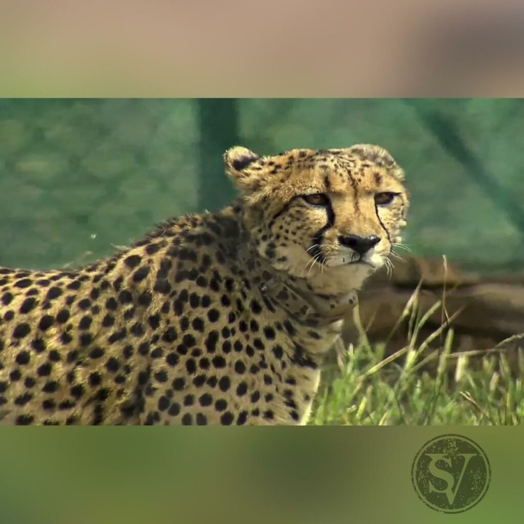 Cheetahs released in India