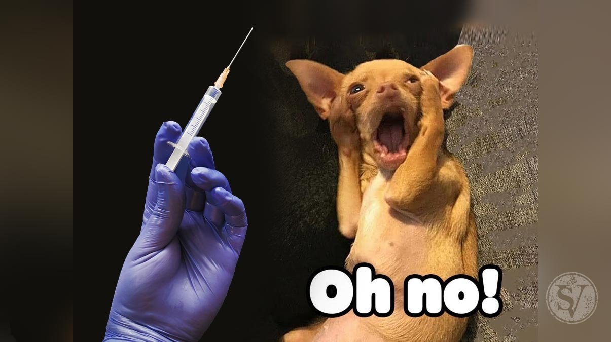 Pet Vaccinations