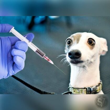 Pet Vaccinations