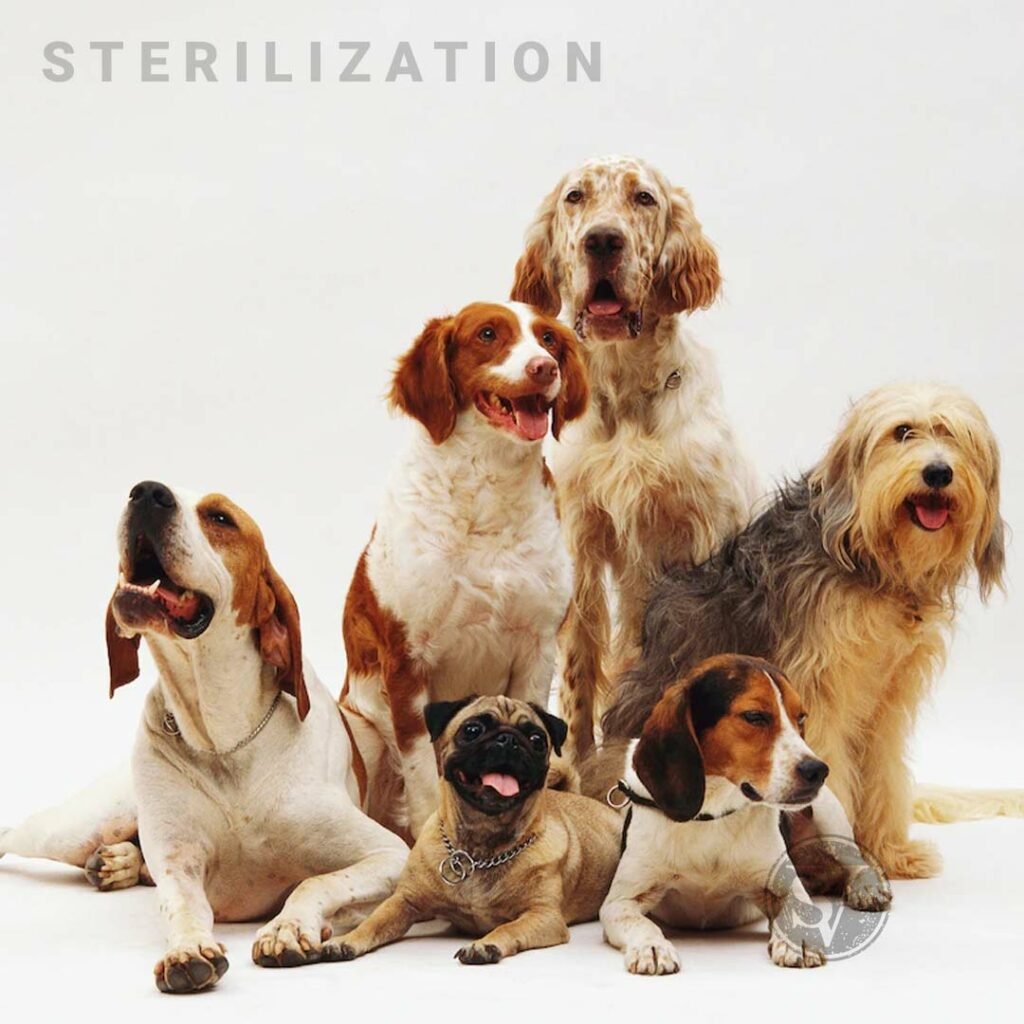 Sterilization in Dogs