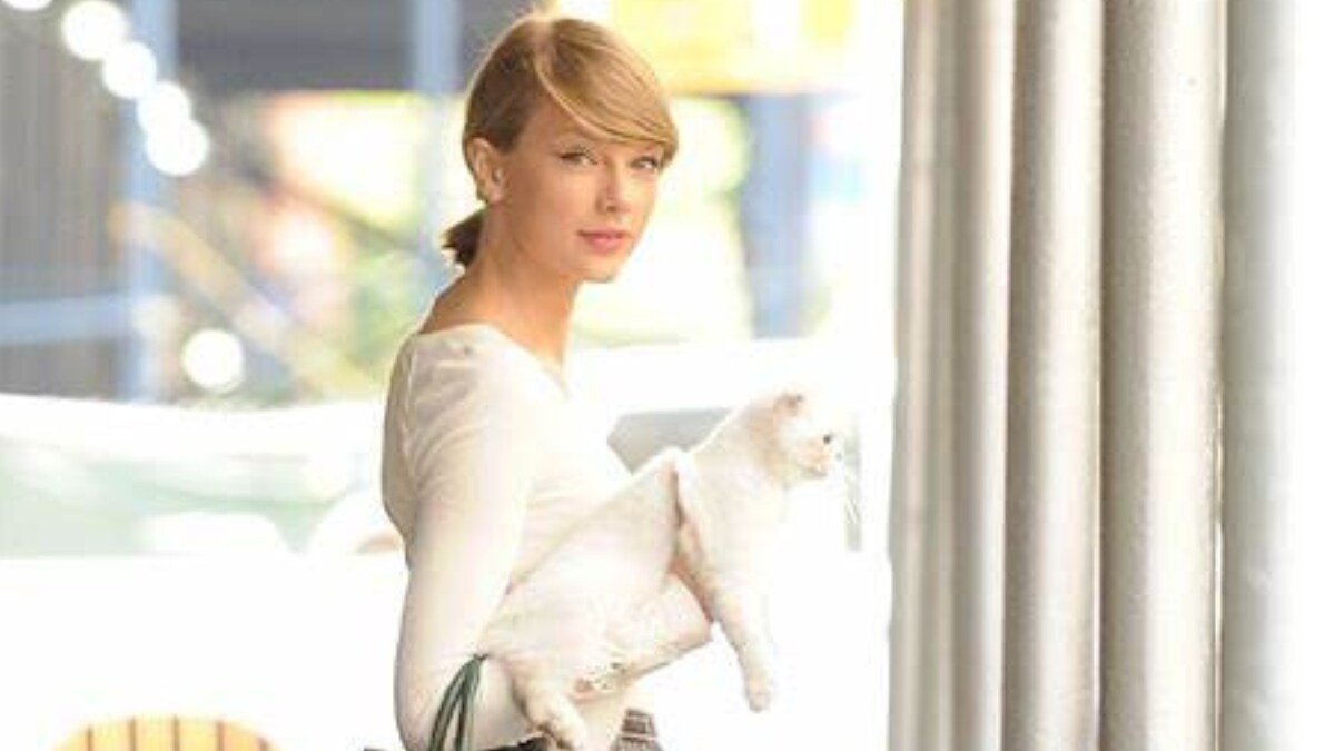 Taylor Swift's Cat